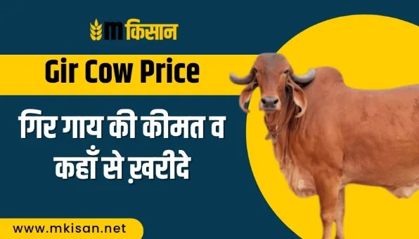 Gir cow price and where to buy