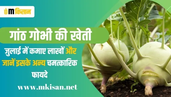 Kohlrabi Farming Earn millions and know its miraculous benefits