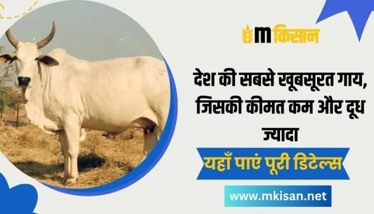 Malvi cow the most beautiful and milky breed