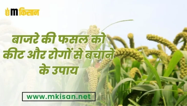 Measures to protect millet crop from pests and diseases