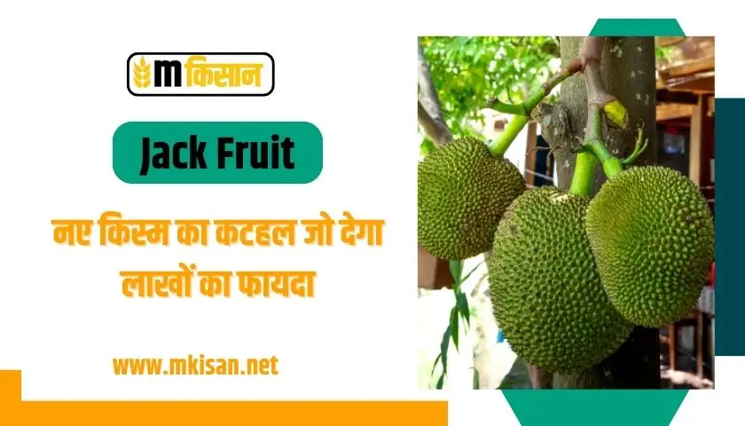 New variety of Jackfruit which will give benefit