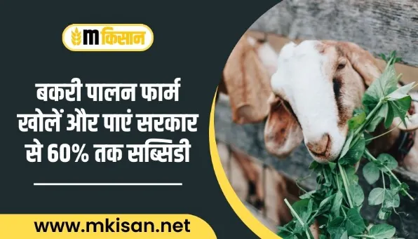 Open-goat-rearing-farm-and-get-up-to-60-subsidy
