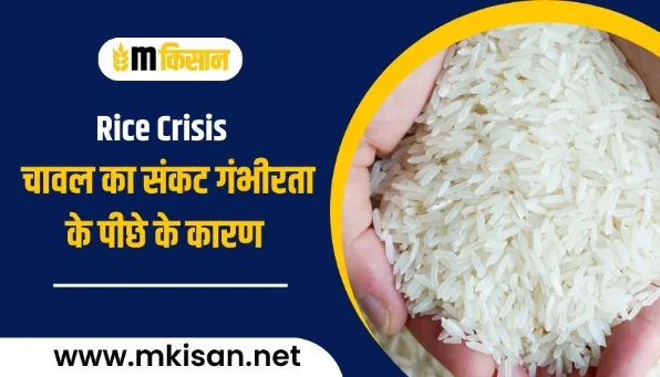 Reasons behind the seriousness of the rice crisis