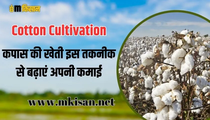 Cotton-cultivation-Increase-your-earnings-with-this-technique