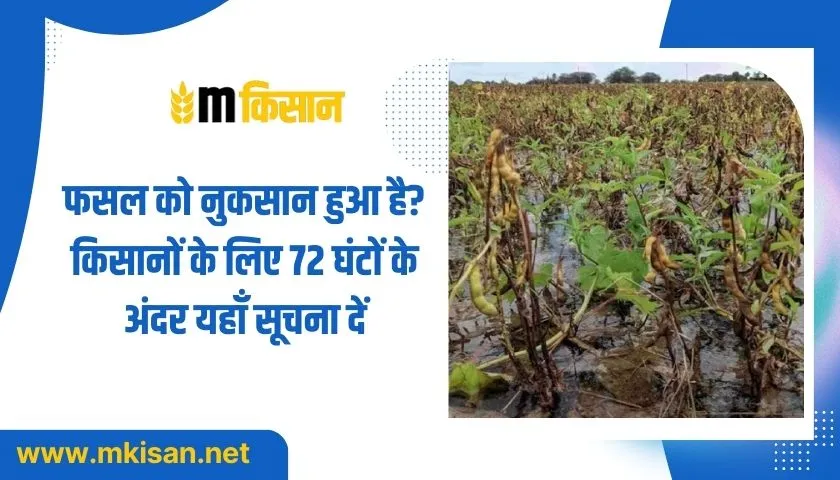 crop-been-damaged-Information-for-farmers-here-within-72