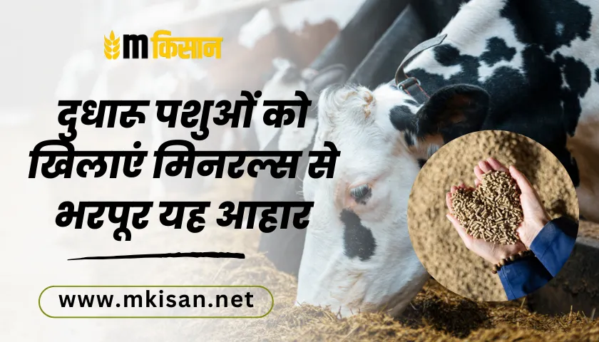 diet-rich-in-minerals-to-animals