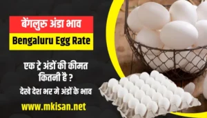 bengaluru-egg-rate