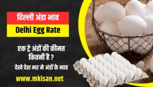 delhi-egg-rate