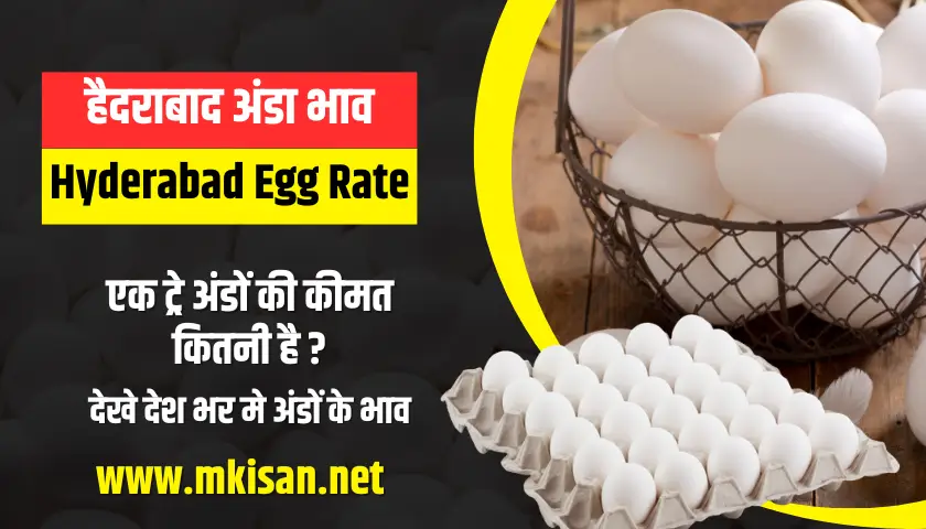 hyderabad-egg-rate