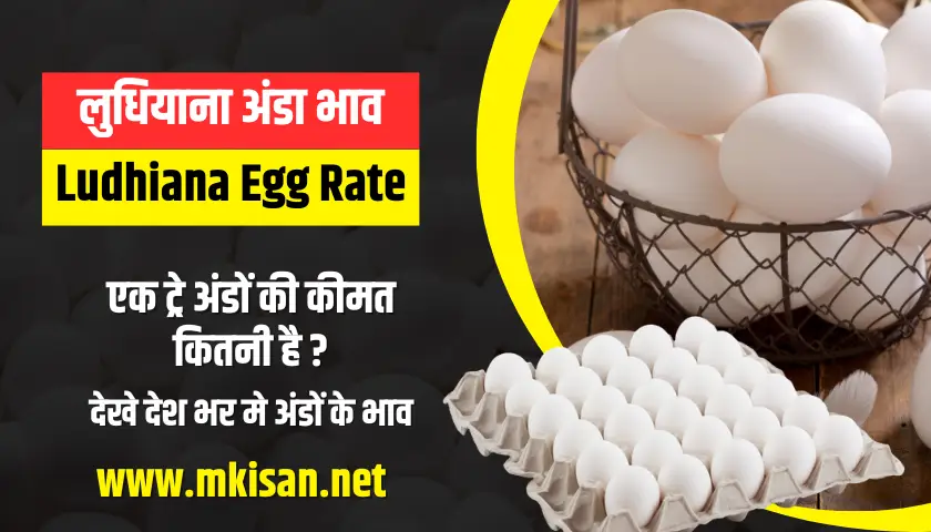 पंजाब अंडा भाव - Today Egg Rate in Punjab