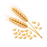 Barley (Jau) Barley