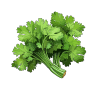Coriander Leaves
