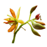 Tamarind Flower