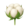 Cotton Without Ginned Cotton